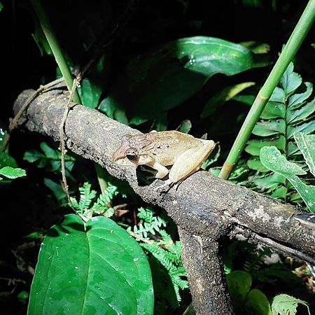 Hope Garden, Sarapiqui, We Connect You With The Sarapiqui Tropical Forest Buitenkant foto