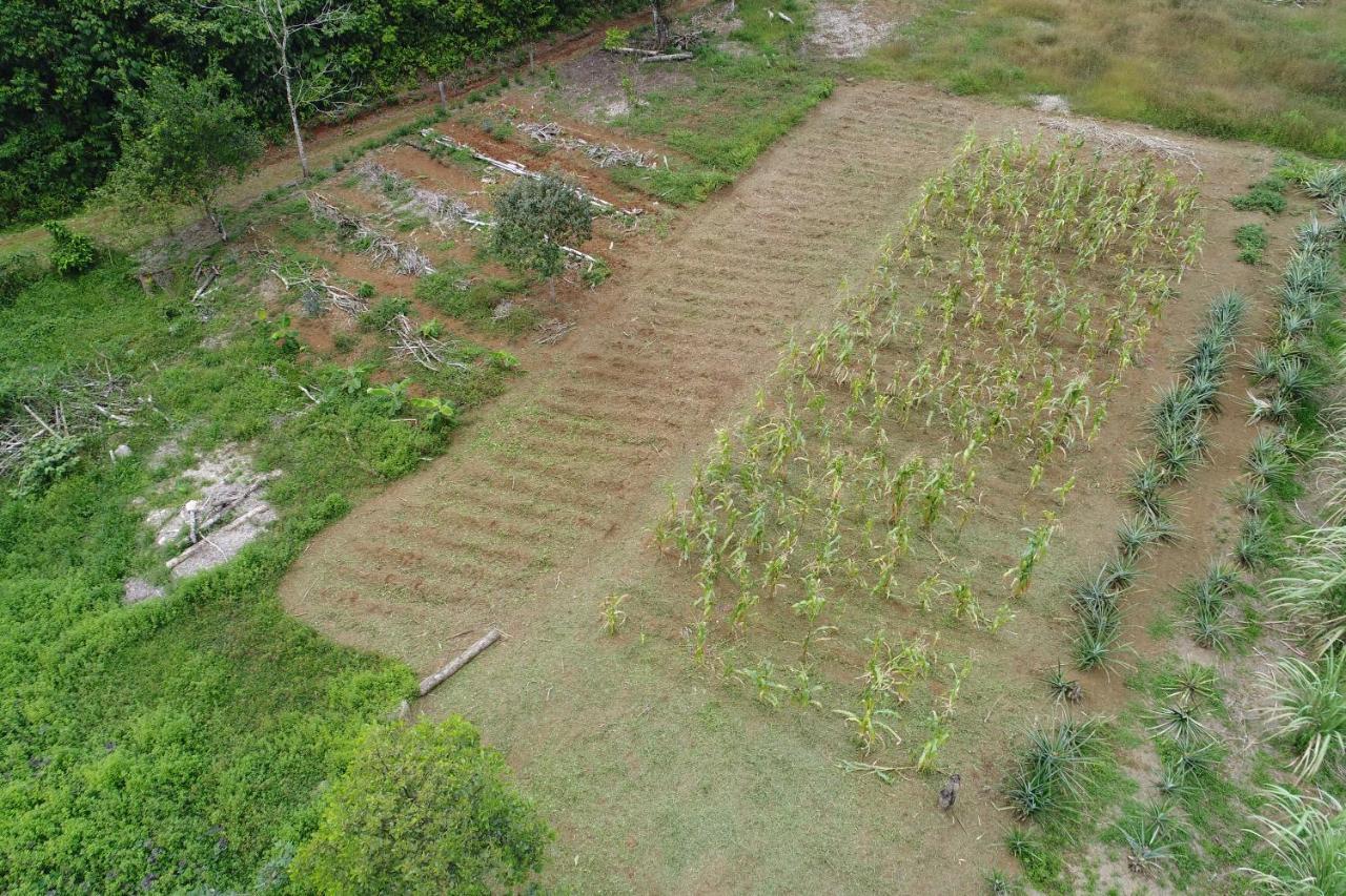Hope Garden, Sarapiqui, We Connect You With The Sarapiqui Tropical Forest Buitenkant foto