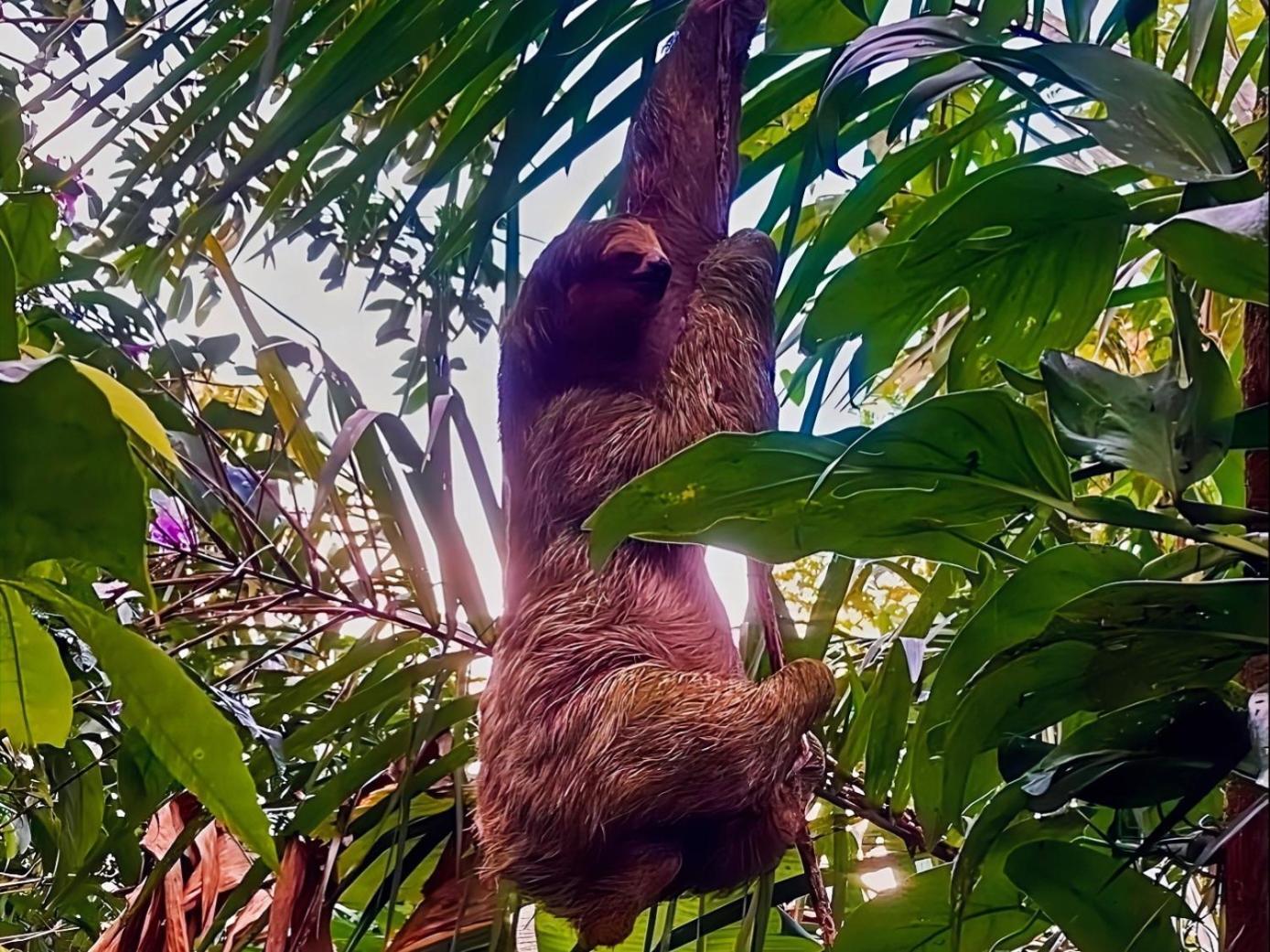 Hope Garden, Sarapiqui, We Connect You With The Sarapiqui Tropical Forest Buitenkant foto