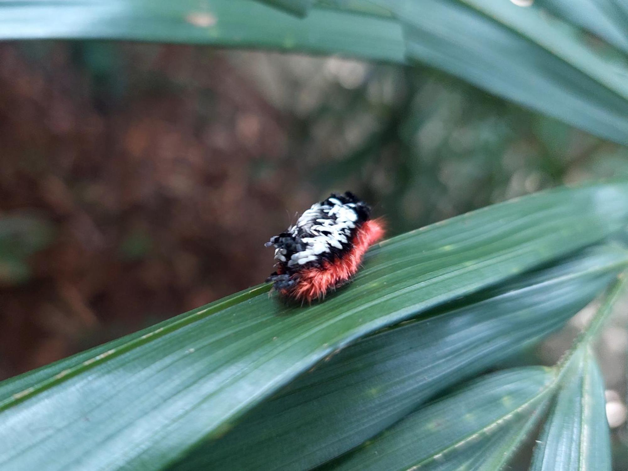 Hope Garden, Sarapiqui, We Connect You With The Sarapiqui Tropical Forest Buitenkant foto