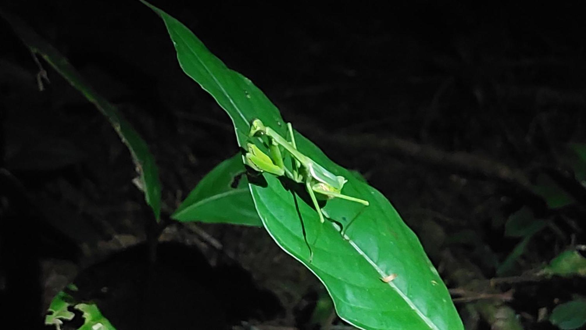 Hope Garden, Sarapiqui, We Connect You With The Sarapiqui Tropical Forest Buitenkant foto