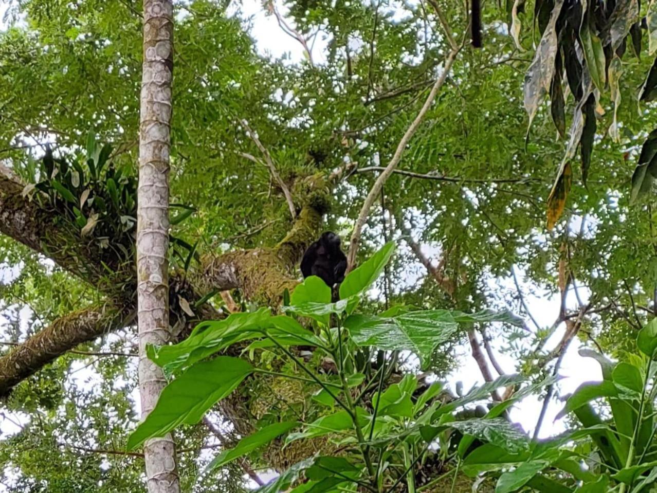 Hope Garden, Sarapiqui, We Connect You With The Sarapiqui Tropical Forest Buitenkant foto