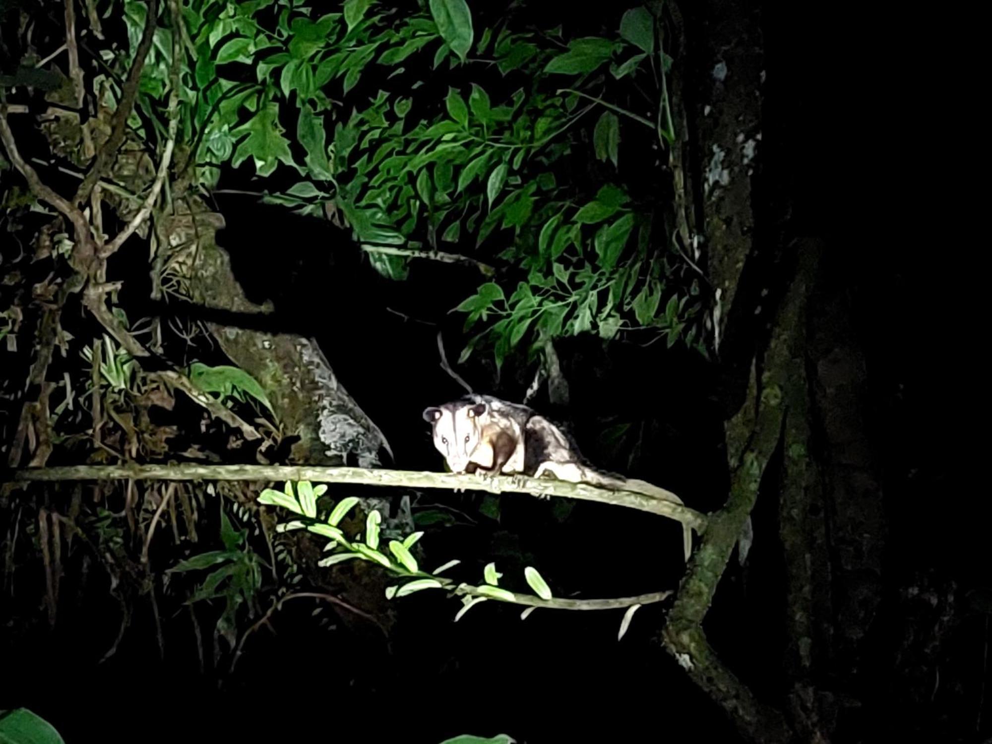 Hope Garden, Sarapiqui, We Connect You With The Sarapiqui Tropical Forest Buitenkant foto