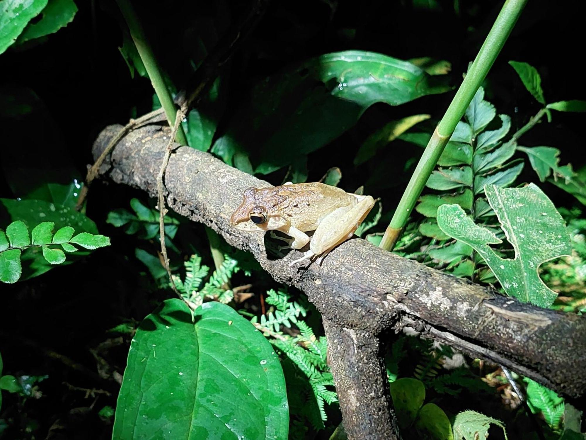 Hope Garden, Sarapiqui, We Connect You With The Sarapiqui Tropical Forest Buitenkant foto