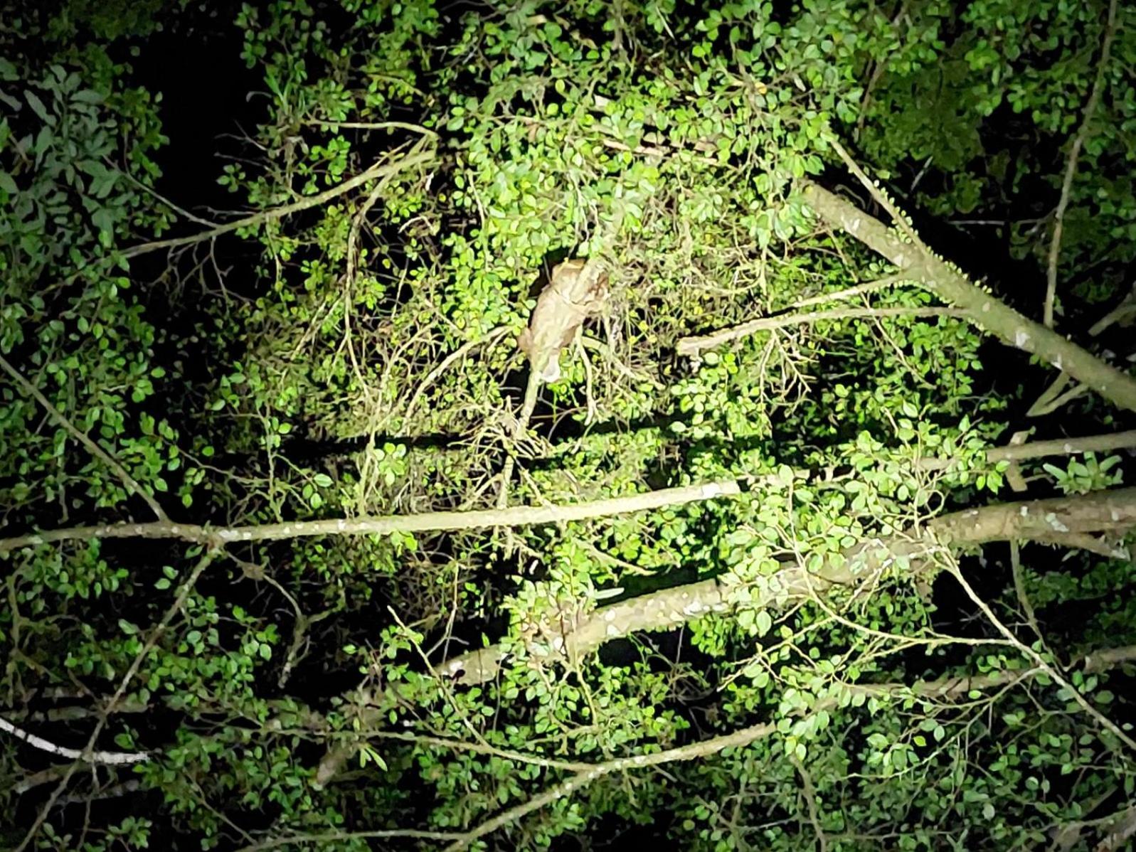 Hope Garden, Sarapiqui, We Connect You With The Sarapiqui Tropical Forest Buitenkant foto