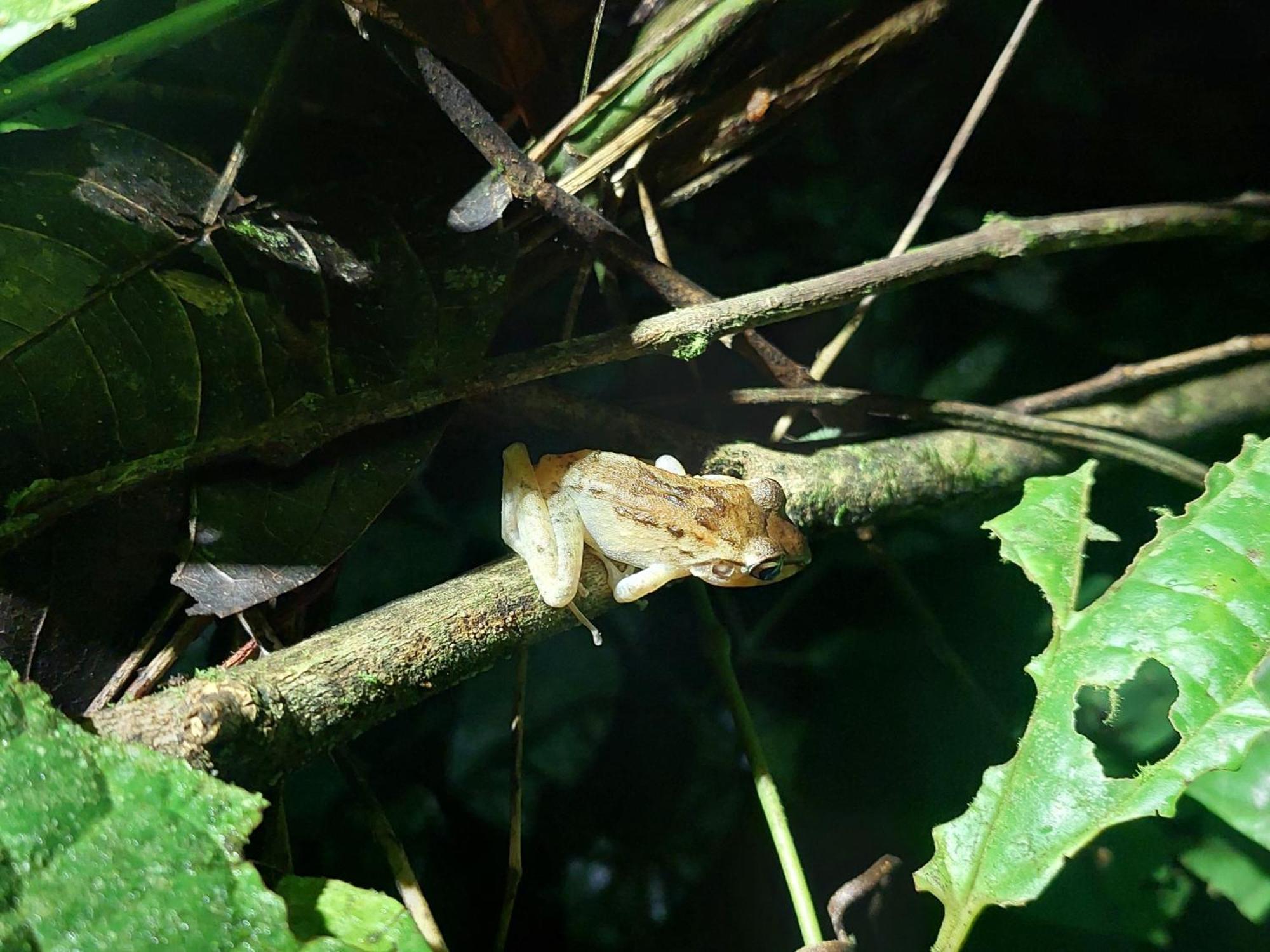 Hope Garden, Sarapiqui, We Connect You With The Sarapiqui Tropical Forest Buitenkant foto