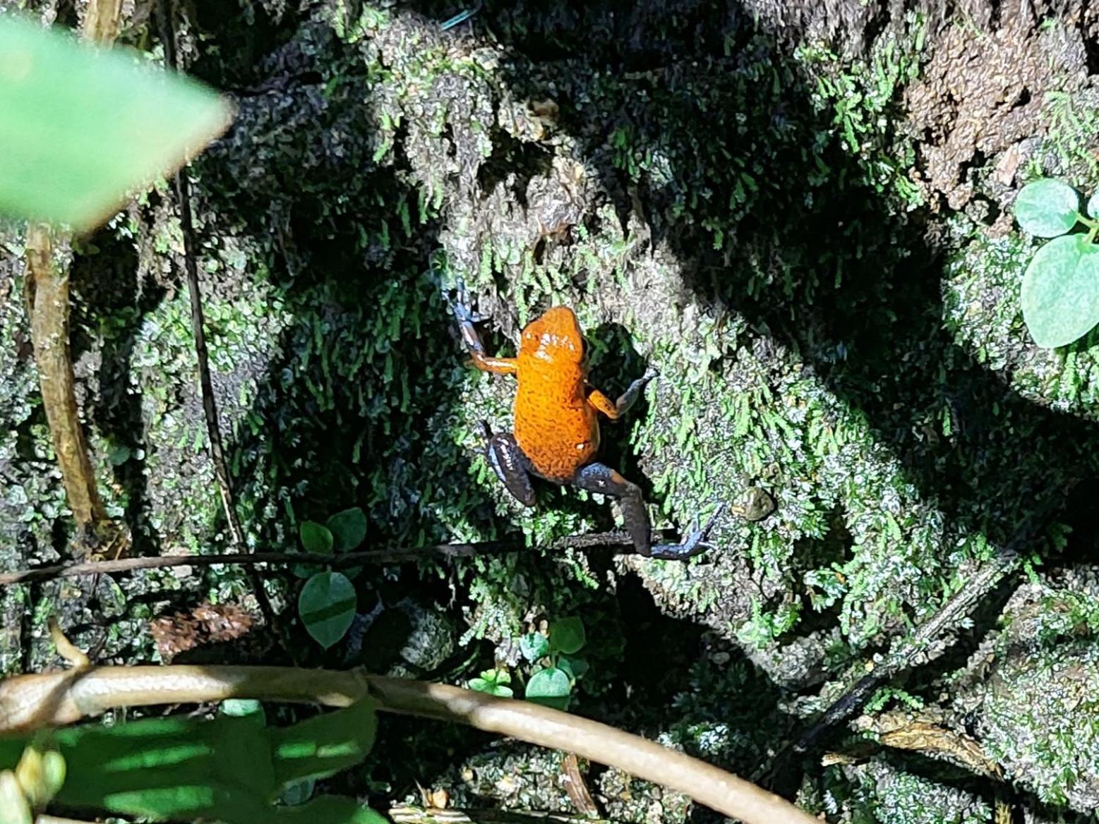 Hope Garden, Sarapiqui, We Connect You With The Sarapiqui Tropical Forest Buitenkant foto
