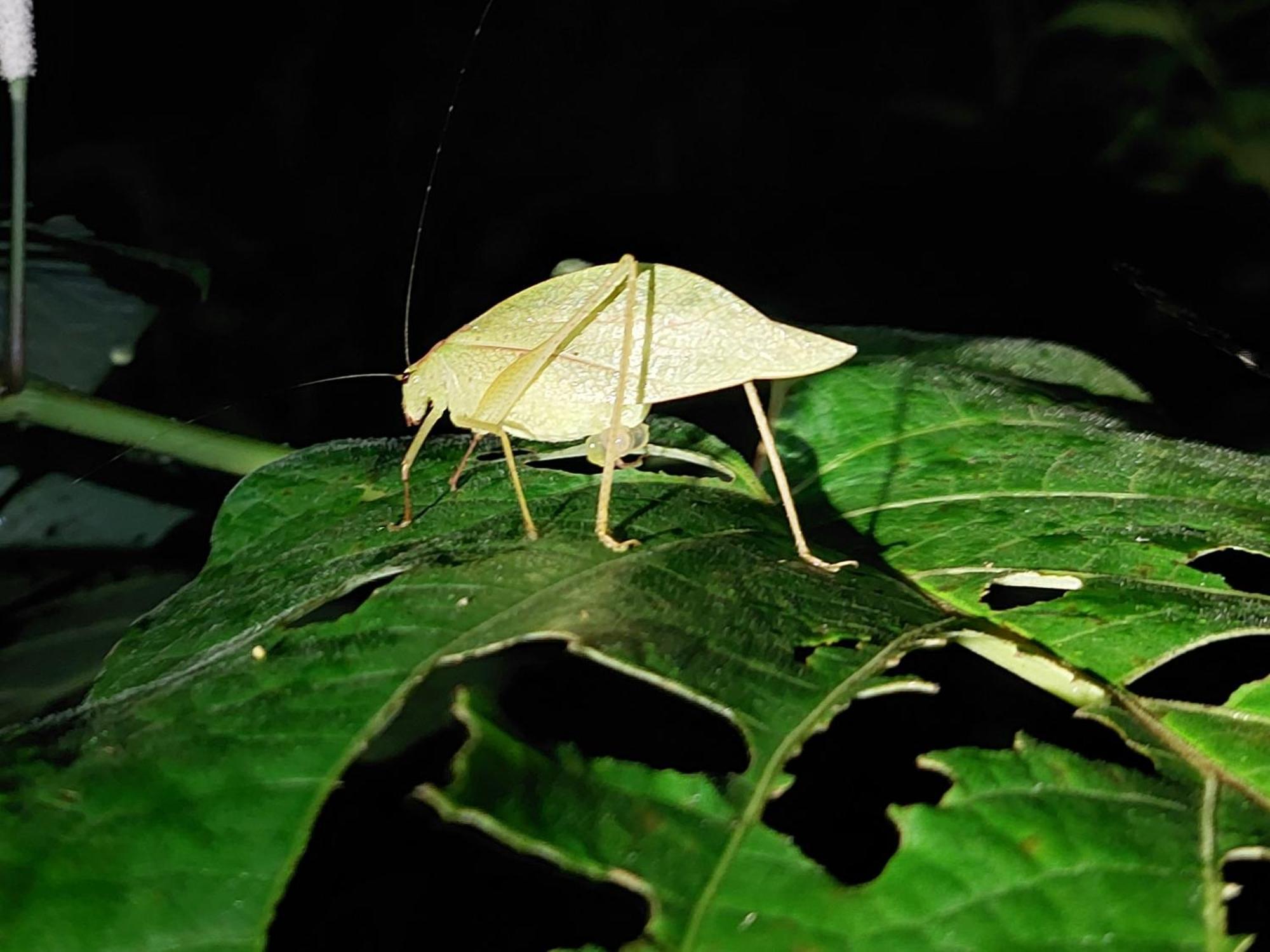 Hope Garden, Sarapiqui, We Connect You With The Sarapiqui Tropical Forest Buitenkant foto
