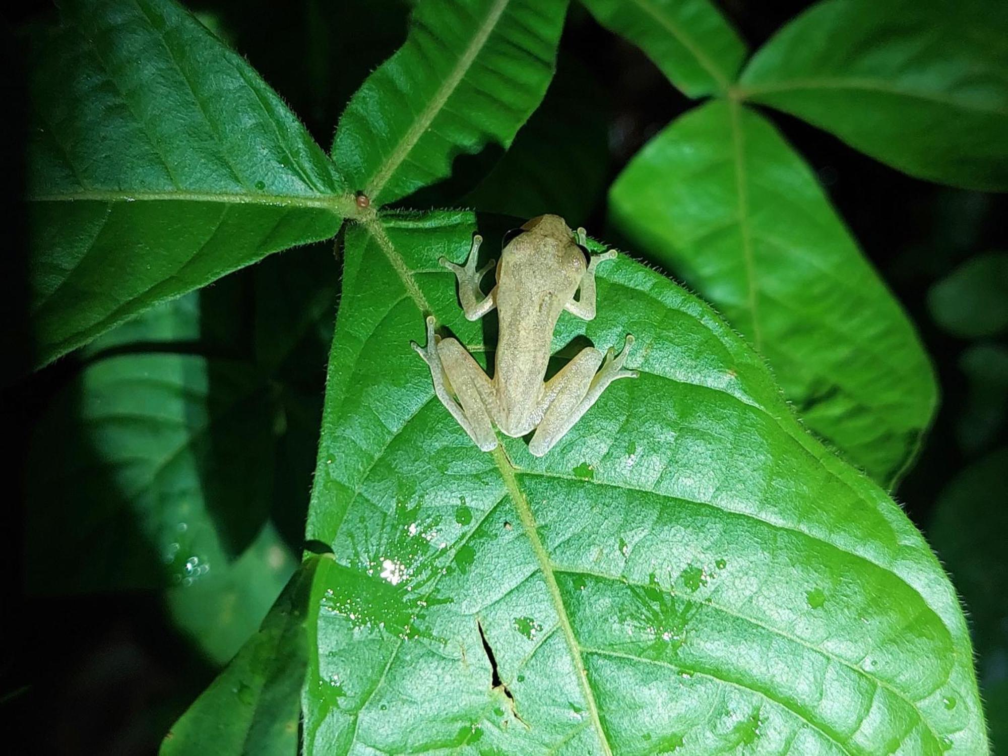 Hope Garden, Sarapiqui, We Connect You With The Sarapiqui Tropical Forest Buitenkant foto