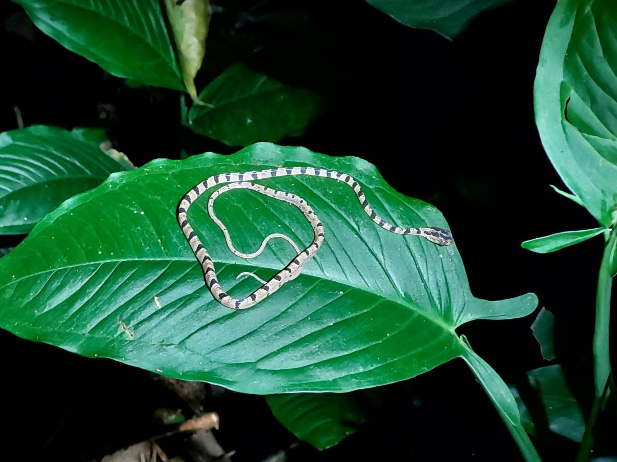 Hope Garden, Sarapiqui, We Connect You With The Sarapiqui Tropical Forest Buitenkant foto