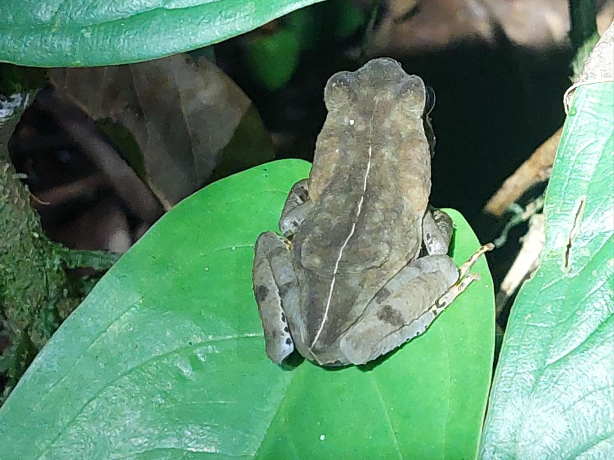 Hope Garden, Sarapiqui, We Connect You With The Sarapiqui Tropical Forest Buitenkant foto