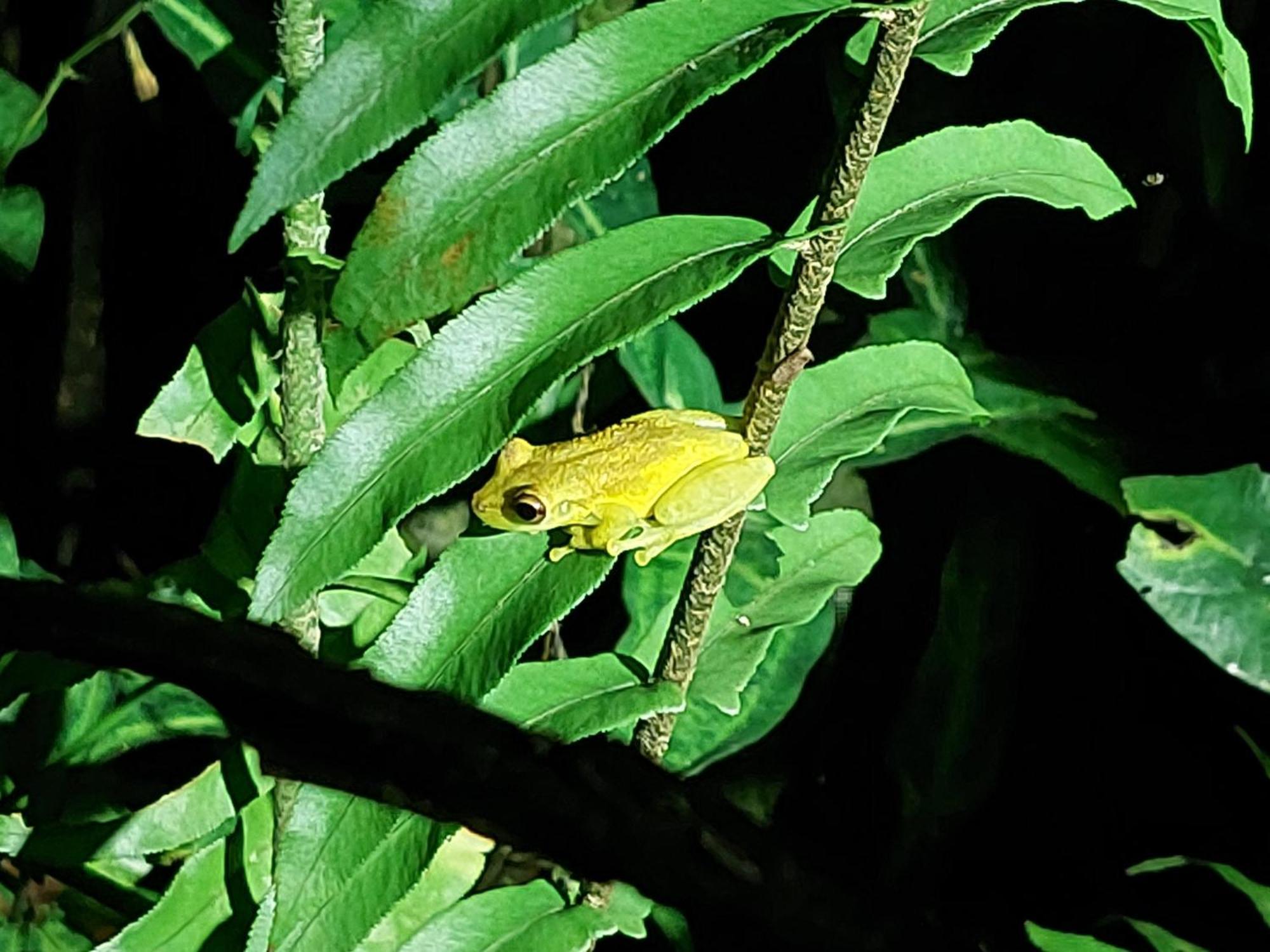 Hope Garden, Sarapiqui, We Connect You With The Sarapiqui Tropical Forest Buitenkant foto