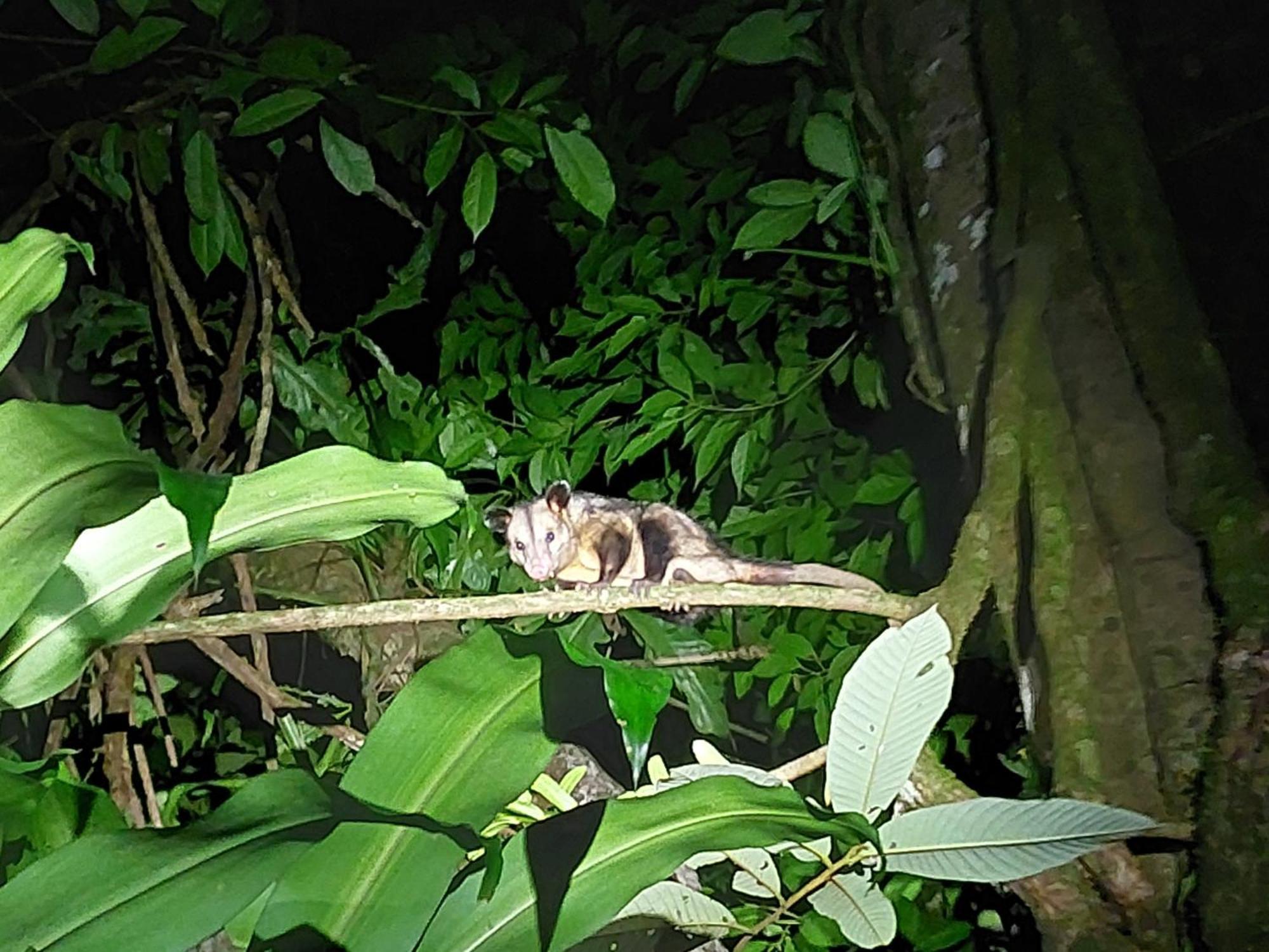 Hope Garden, Sarapiqui, We Connect You With The Sarapiqui Tropical Forest Buitenkant foto