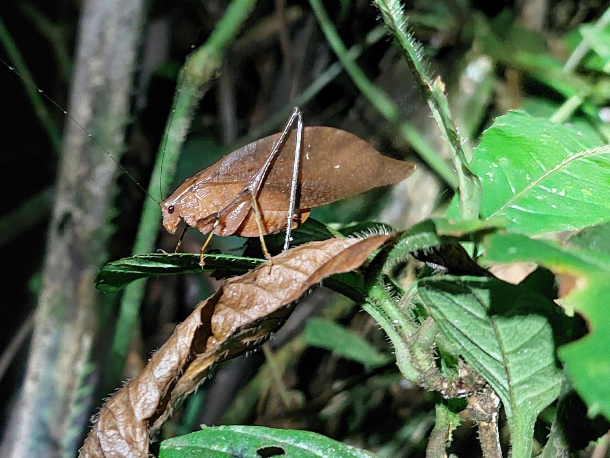 Hope Garden, Sarapiqui, We Connect You With The Sarapiqui Tropical Forest Buitenkant foto