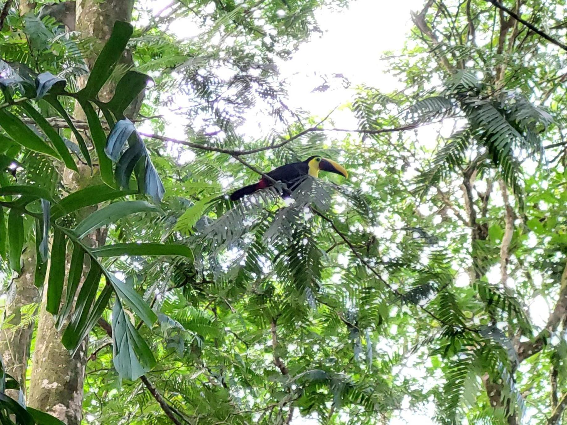 Hope Garden, Sarapiqui, We Connect You With The Sarapiqui Tropical Forest Buitenkant foto