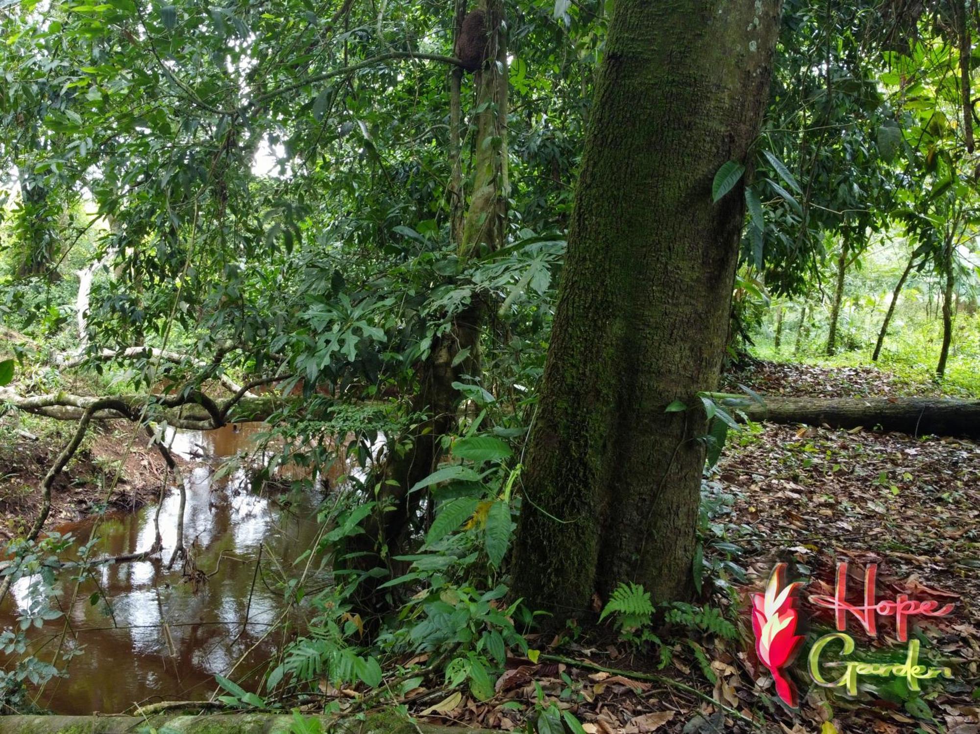 Hope Garden, Sarapiqui, We Connect You With The Sarapiqui Tropical Forest Buitenkant foto