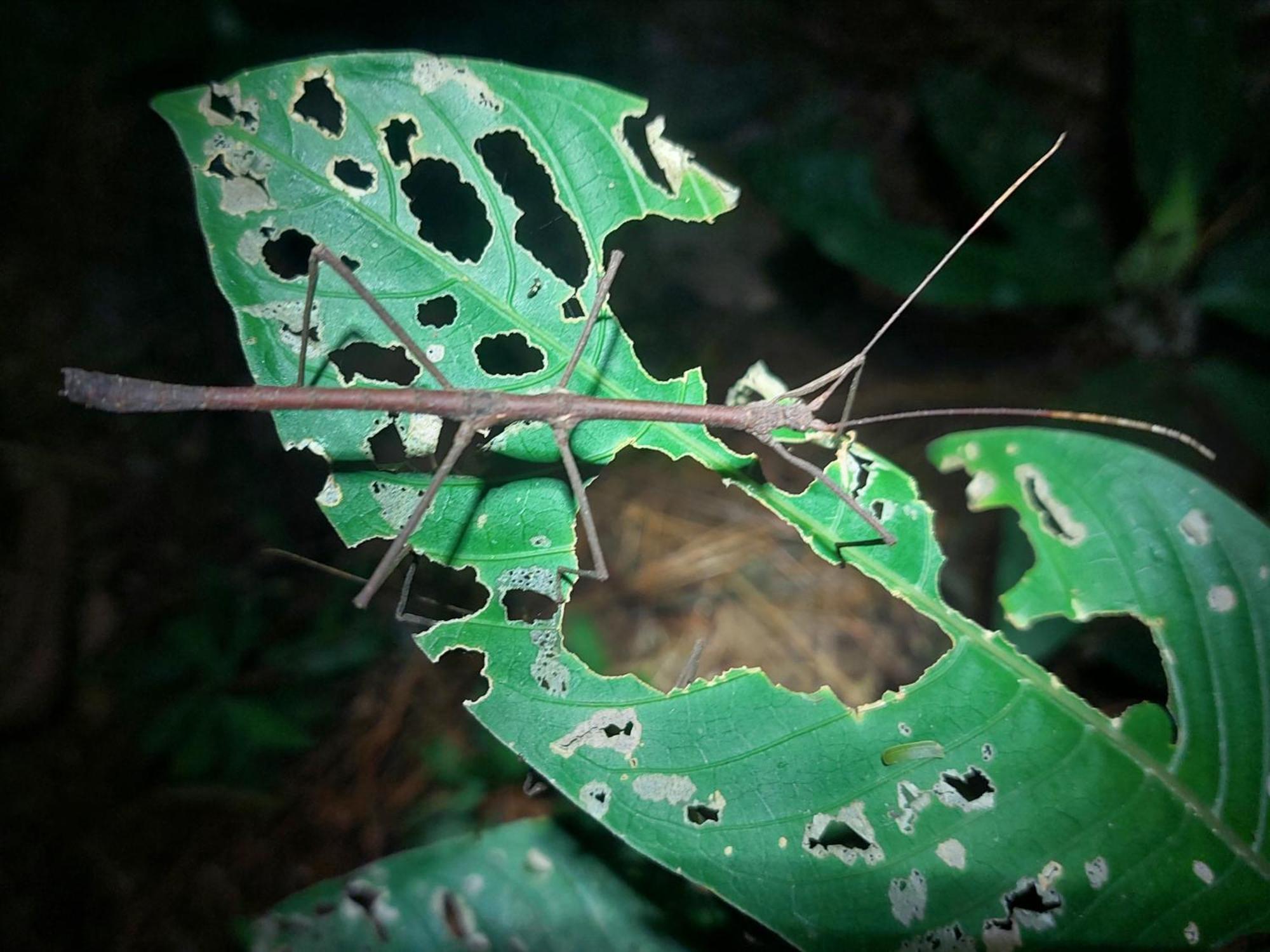 Hope Garden, Sarapiqui, We Connect You With The Sarapiqui Tropical Forest Buitenkant foto